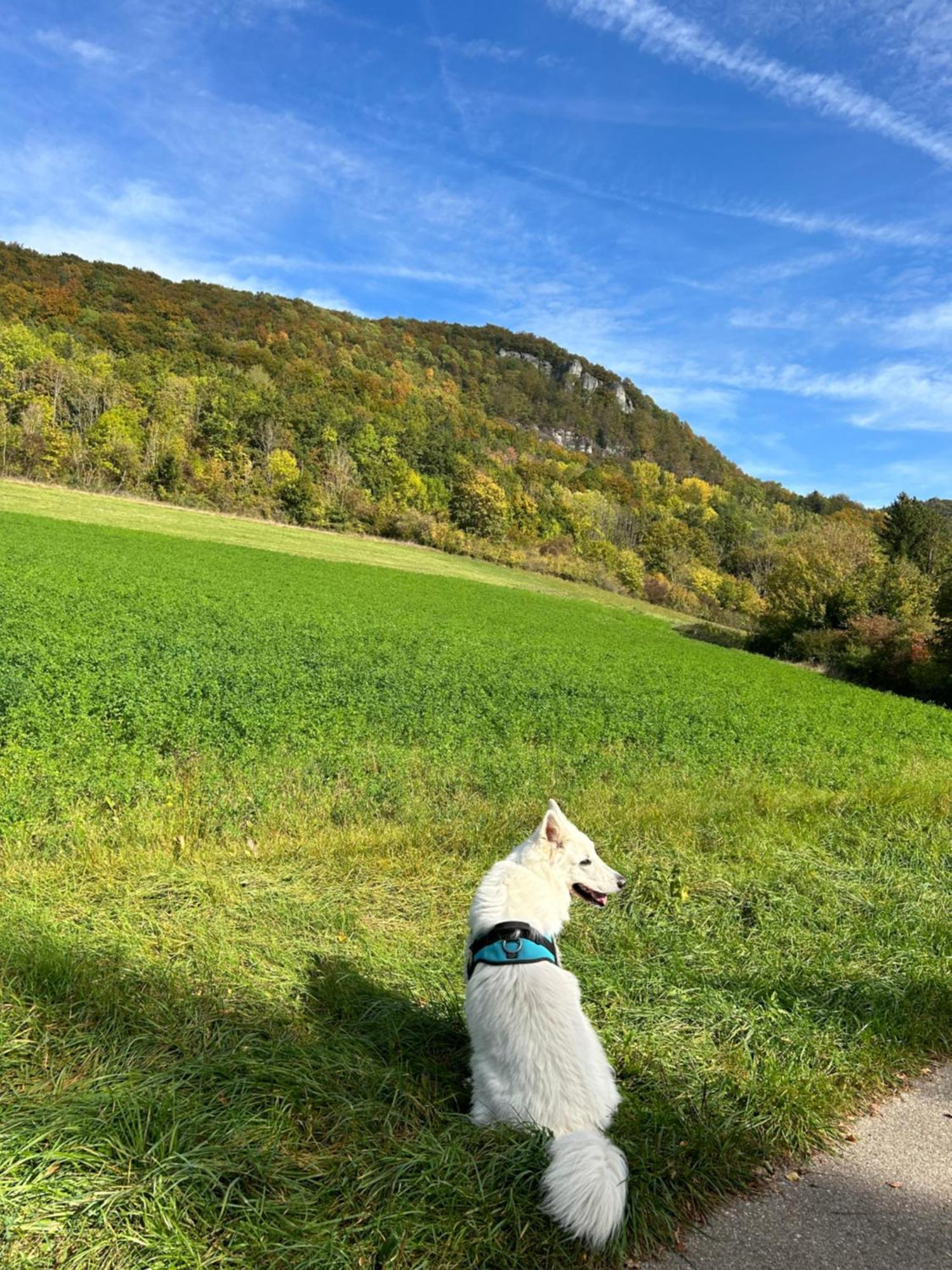 Laendliche Fewo Wildblume, 4 Km Zum Stausee Happurg エクステリア 写真